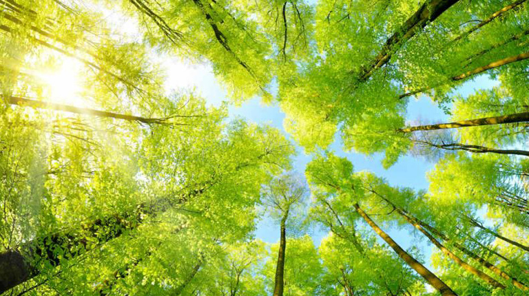 Forêt éclairé par la lumière du soleil.