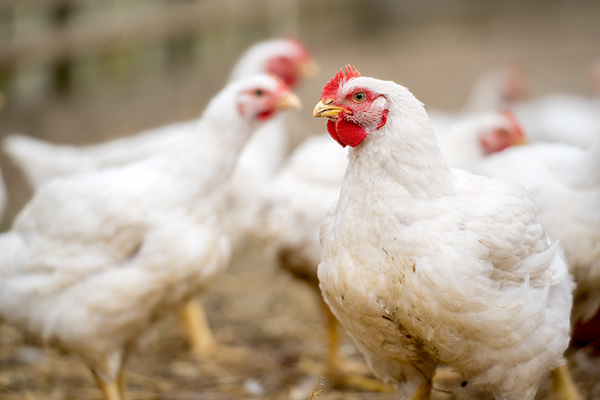 Gros plan sur des volailles blanches avec crète rouge en poulailler