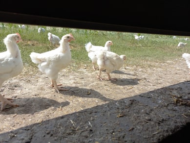 Poulets qui sortent tous les jours dans les prés grâce aux trappes du poulailler d'élevage