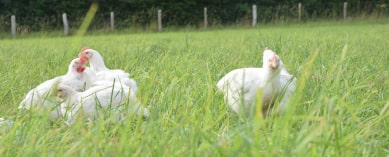 Poulets à l'extérieur dans l'herbe d\un champ