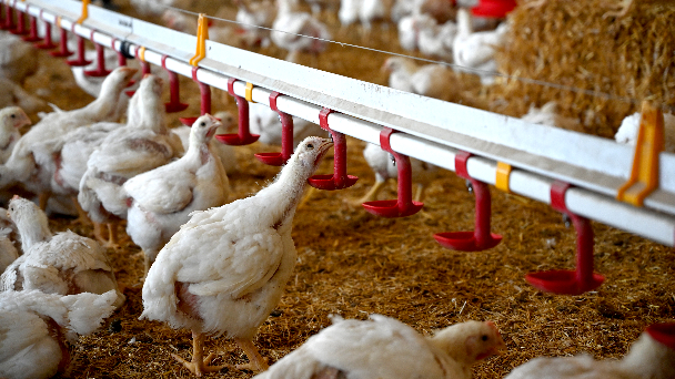 Vollailles en poulailler avec un accès à des bottes de foin pour se percher et à des buvoirs pour se rafraîchir afin d'améliorer le bien-être animal et la santé des volailles