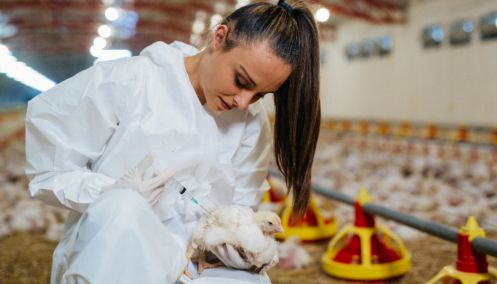 Vaccination en prévention pour soigner les volailles