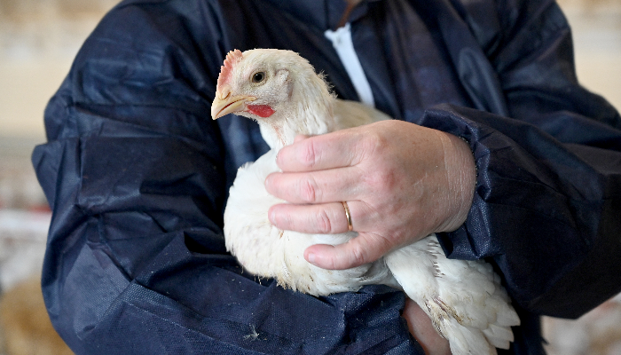 Poulet dans les bras d'un éleveur Le Gaulois pour apaiser la volaille