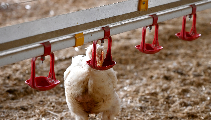 Poulets de chair boit de l'eau dans les abreuvoirs