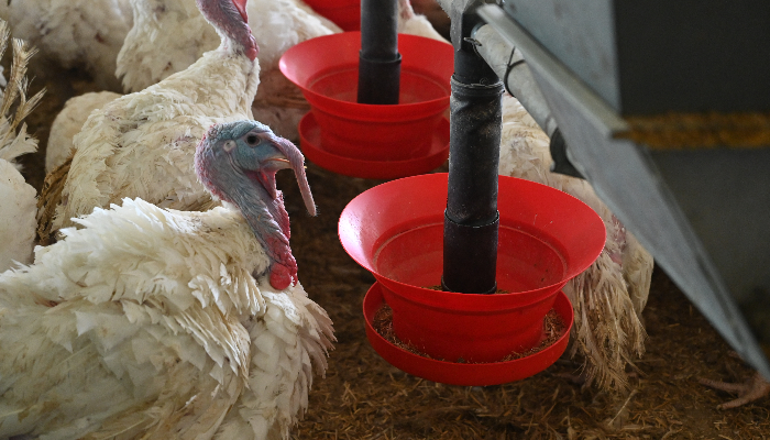 Dindes devant les mangeoires pour accéder à la nourriture