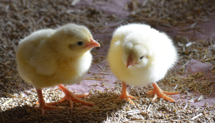 Deux poussins dans un poulailler d'élevage Le Gaulois