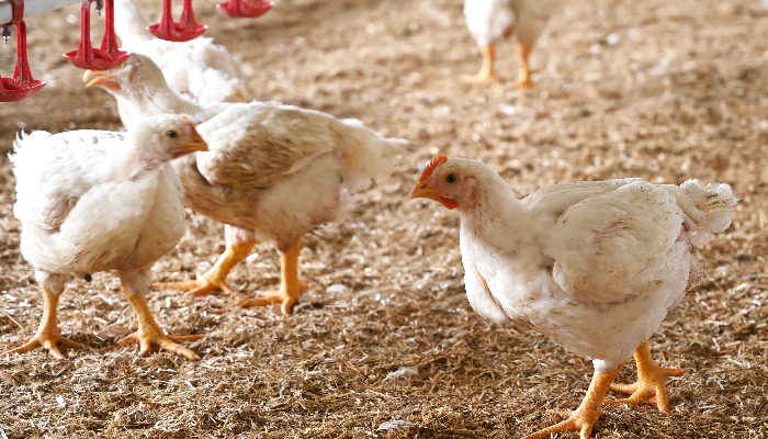 Poulets de chair en très bonne santé marchant dans un poulailler d'élevage Le Gaulois