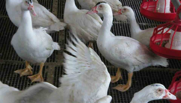 Canards dans un poulailler d'élevage Le Gaulois