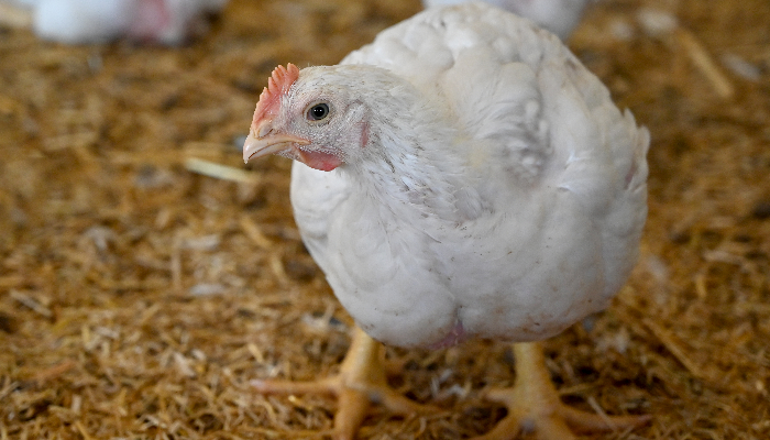 Gros plan d'un poulet dans un élevage Le Gaulois