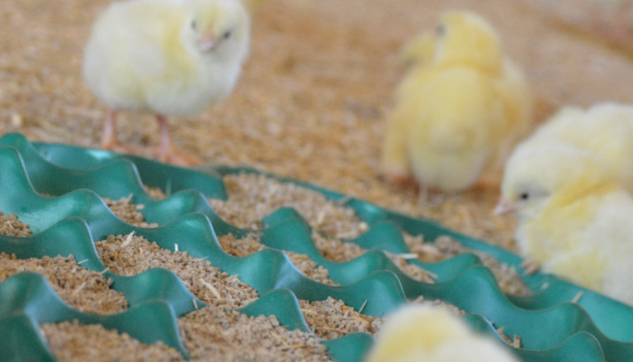 Poussins picorent les miettes sur des alvéoles posées au sol