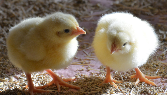 Deux poussins dans un poulailler d'élevage Le Gaulois