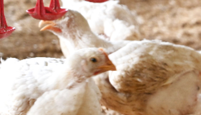 Poulets de chair en très bonne santé marchant dans un poulailler d'élevage Le Gaulois