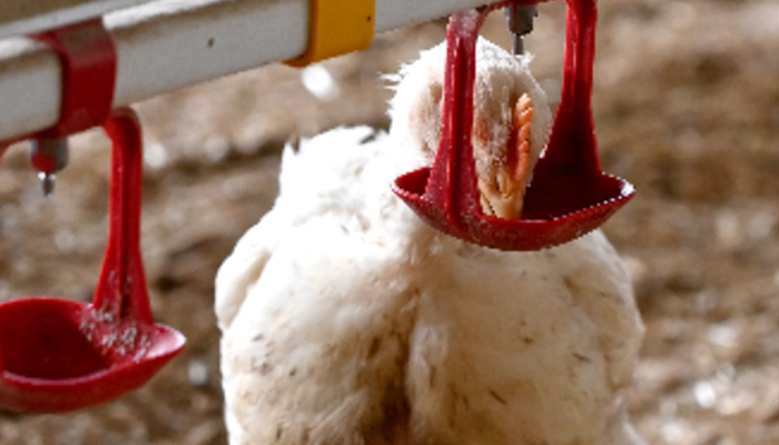 Poulets de chair boit de l'eau dans les abreuvoirs