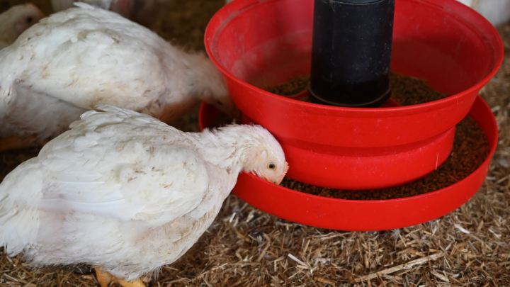 L'alimentation des volailles Le Gaulois